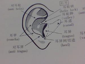 （圖）耳朵結構