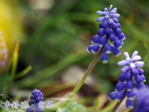 串鈴花