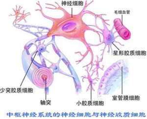 星形膠質細胞是膠質細胞