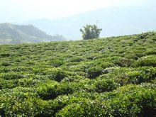 茶葉生產基地