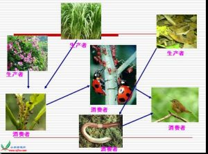 關於曾經食物鏈！