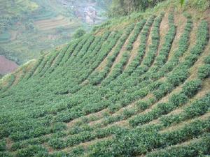 大竹棚村[雲南省普洱市墨江縣團田鄉大竹棚村]