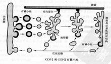 COP I和COP II有被小泡