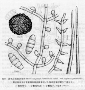 蒲桃小煤炱原變種