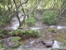 龜背山原始森林