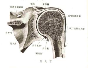 肩關節脫位