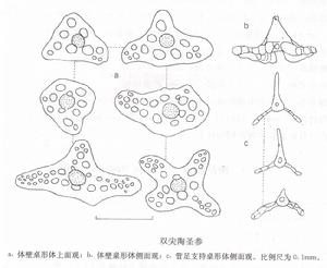 雙尖陶聖參