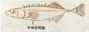 刺魚目