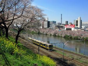 外濠公園的櫻花