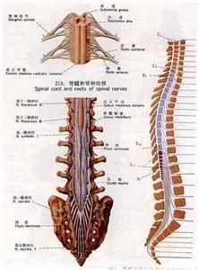 脊膜瘤