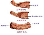 偽膜性腸炎