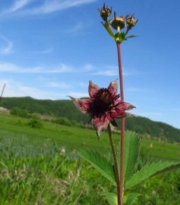 東北沼委陵菜