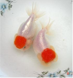 （圖）鵝頭紅種魚