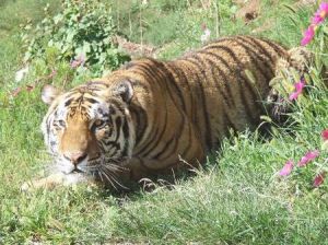 大青山野生動物園 