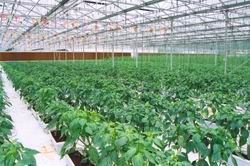 廣西農業科技示範園設施栽培示範區