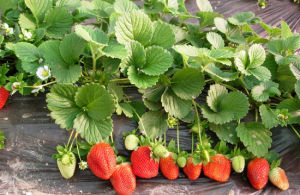 小柏甜甜草莓採摘園