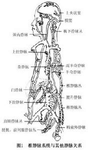 轉移性骨腫瘤