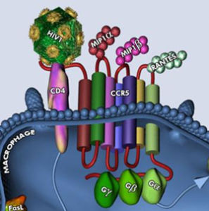 HIV與CCR5