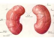 小兒遷延性腎小球腎炎