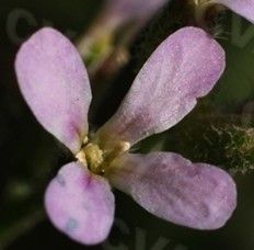 離子芥