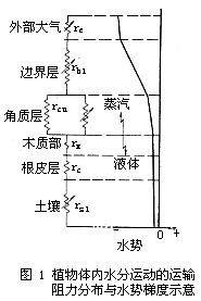 植物水分生理