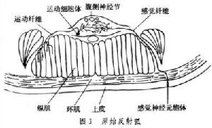 反射計