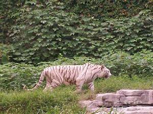 長隆夜間動物園