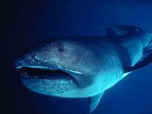 海下巨口鯊