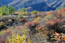 坡峰嶺紅葉，特色農家菜