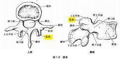 腰椎