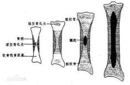 生長軸[生長發育關係的理論]