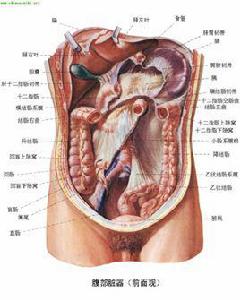 解剖[人體解剖學用語]