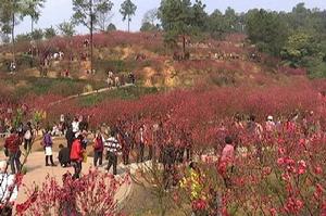 江門白水帶桃花園