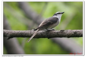 小灰山椒鳥