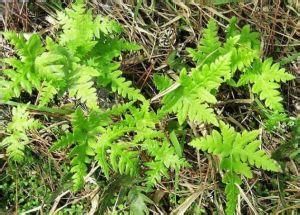 綠葉粉背蕨 (變種)