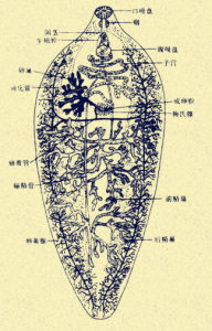 前後盤吸蟲