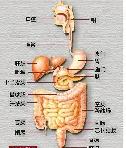 結腸易激綜合徵