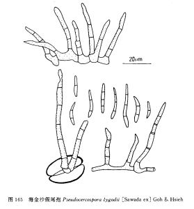 海金沙假尾孢