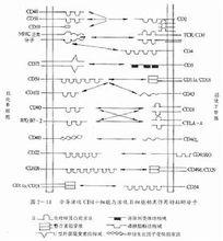 粘附分子參與細胞發育