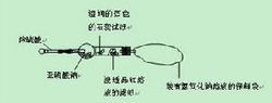 SO2漂白實驗