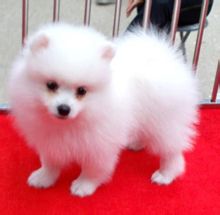 Pomeranian (dog breed)