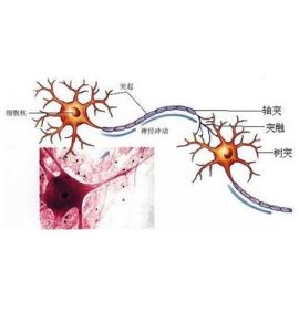 脊髓內神經元