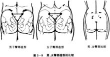 兩性臀部差異