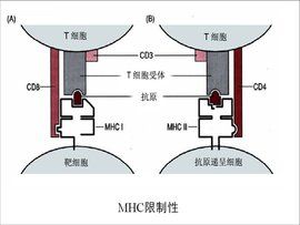 mhc限制性