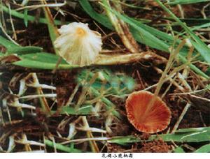乳褐小脆柄菇