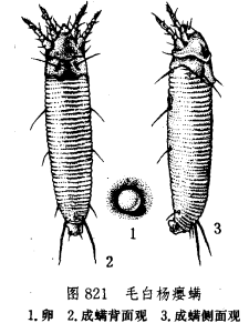 毛白楊癭蟎