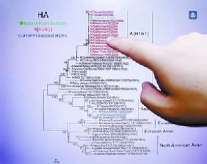 甲型h1n1流感病毒