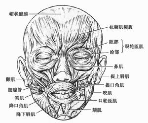 頭肌的前面觀