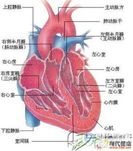 心血管造影