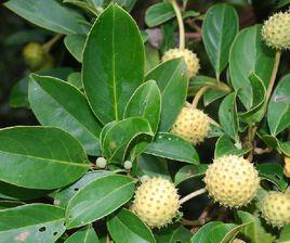 香港四照花[植物]